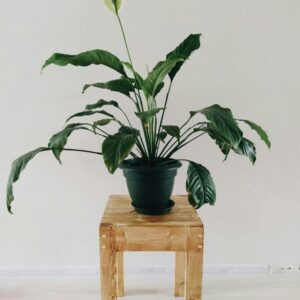Peace Lily (Spathiphyllum)