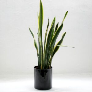 Snake Plant (Sansevieria trifasciata)